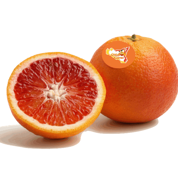 Arancia Moro Ottimo Citrus
