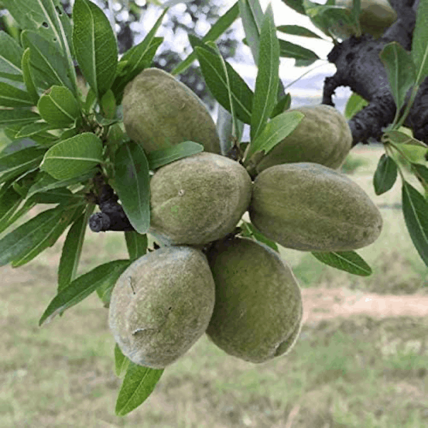 Mandorle Tuono
